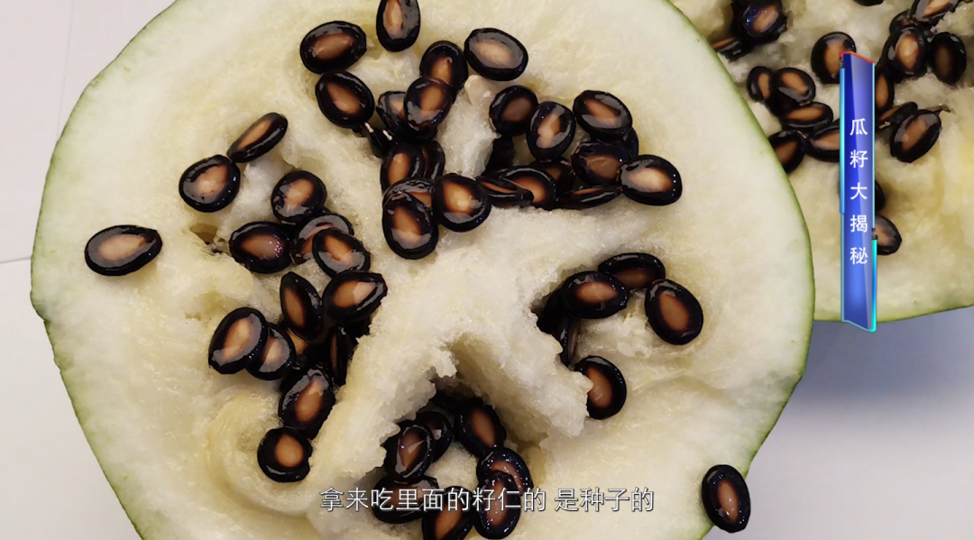 《国货档案》特别节目20230216期 | 中国瓜子看正林